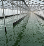 Spirulina Gewächshaus Produktion